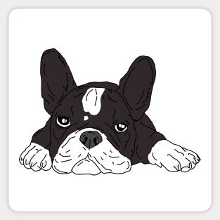 White and black french bulldog Sticker